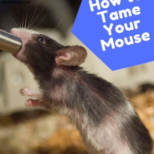 Kuidas oma lemmiklooma hiirega võluda ja kuidas see sulle meeldiks
