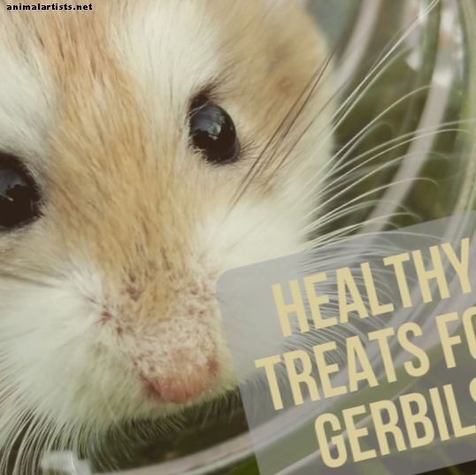 ¿Qué puede comer su mascota Jerbo?  Recomendaciones de alimentación y dieta