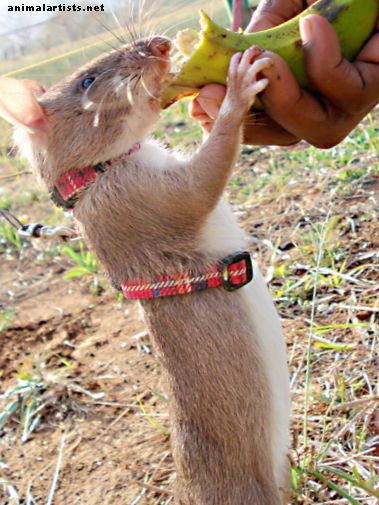 Gambia pakitud rotid: eksootilised lemmikloomad ja abivalmis loomad