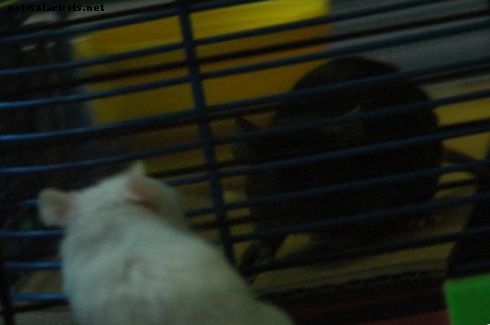 The Alpha Mouse: Cómo saber si tus ratones están peleando o jugando