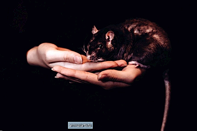 5 razones por las que las ratas mascotas muerden