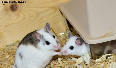Kuidas tutvustada kahte lemmiklooma hiirt samasse puuri