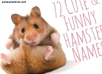 72 nomes de hamster fofos e engraçados para homens e mulheres