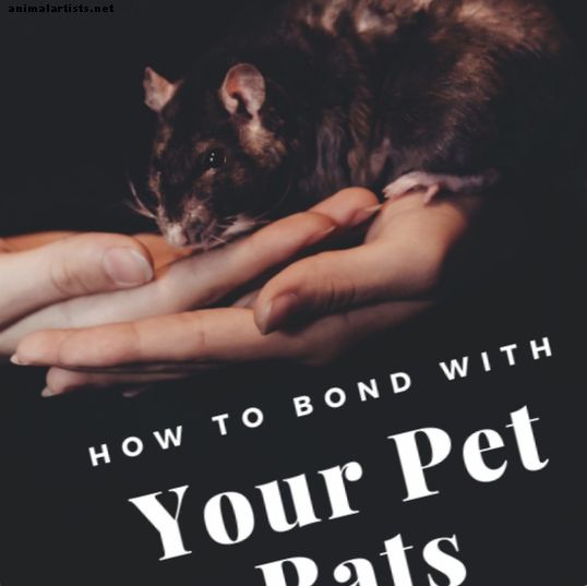 Cómo vincularse con sus ratas mascotas: una guía para principiantes