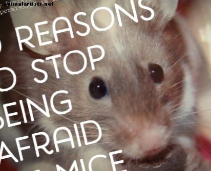 ¡Las 10 razones principales para no tener miedo a los ratones!