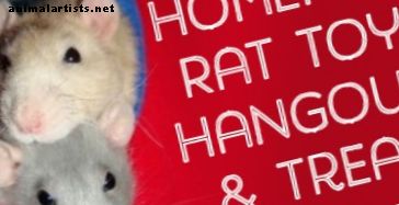 Házi készítésű játékok, ágyak, ketrecek és kiegészítők kedvtelésből tartott patkányok számára