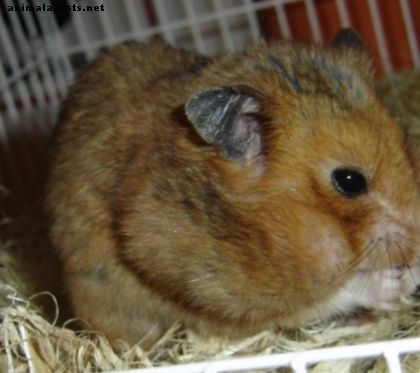 Kuidas hoolitseda lemmikloomade hamstrite eest: käitumine, toitumine, eluase ja muud