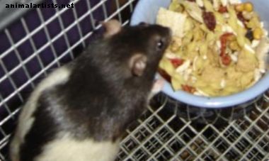 Cómo preparar una dieta casera saludable para tu rata