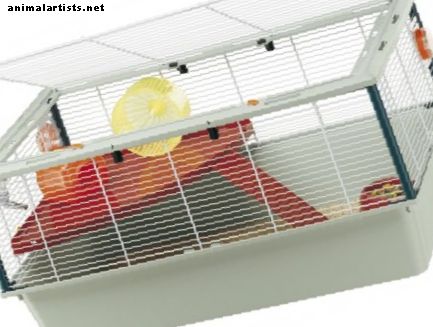 Cage Rage en Hamsters: la guía completa
