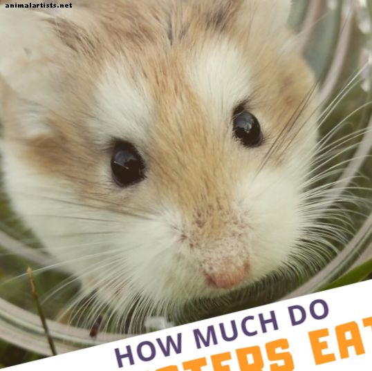 ¿Cuánto necesita comer un hámster?