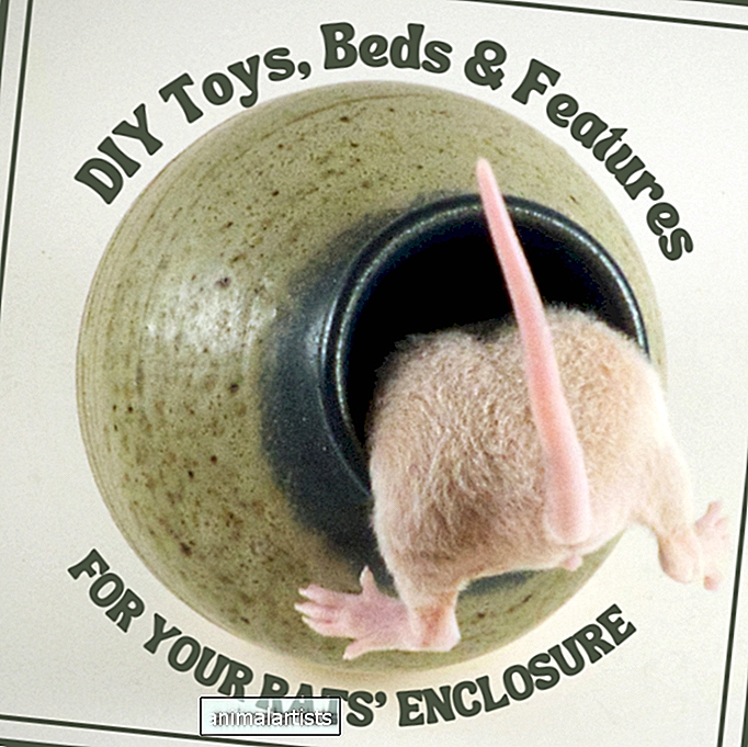 Cómo crear juguetes y características de bricolaje para el recinto de sus ratas