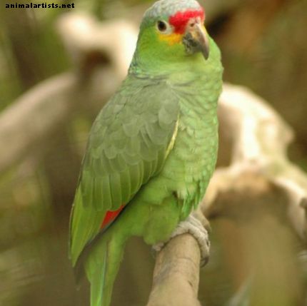 Lõuna-Californias paljunevad metsikud papagoid