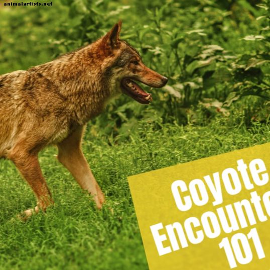 Qué hacer si ve un coyote mientras camina: consejos de seguridad de la vida silvestre