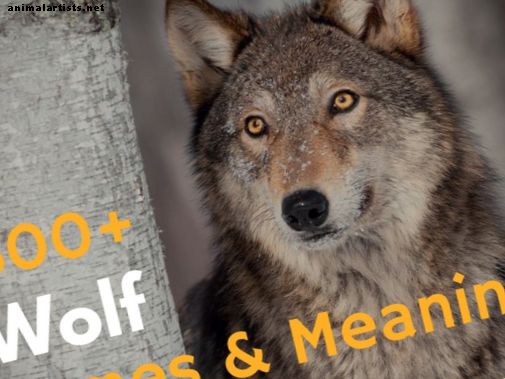 Más de 300 nombres y significados de lobos (de Alaska a Sion)