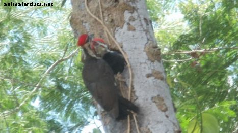 The Pileated Woodpecker: Observaciones de una nueva familia