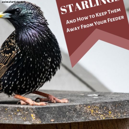 Starlings USA-s: head, halvad, julged ja ilusad