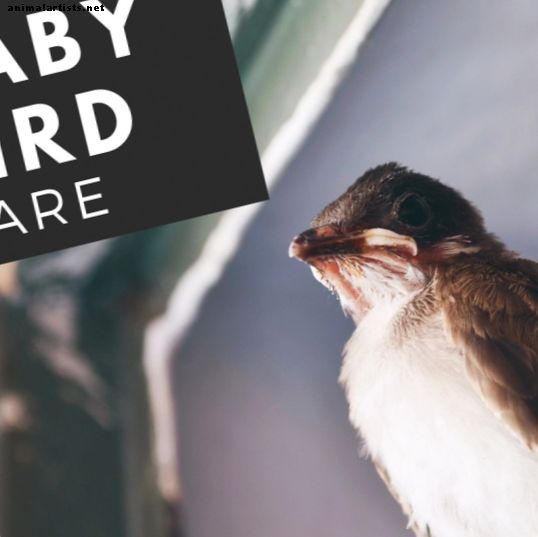 Qué hacer si encuentra un pájaro bebé: ayudar a la vida silvestre
