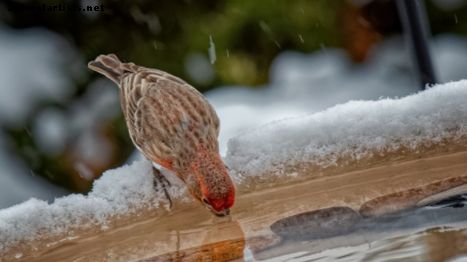 Por qué los baños de pájaros con calefacción son importantes durante los congelados meses de invierno